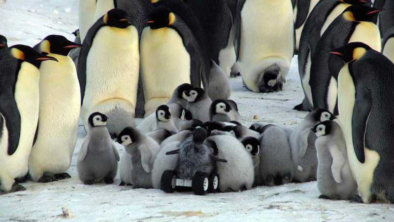 Illustration for article titled (Adorable Baby Robot Penguin) Big Brother Is Watching
